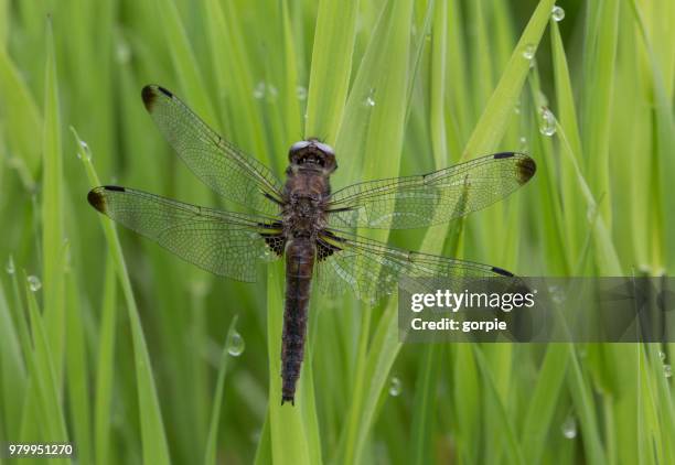 close up of black scarce chaser (libellula fulva) dragonfly, overijssel, netherlands - libellulidae stock pictures, royalty-free photos & images