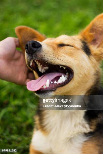 hand stroking happy dog - hand uitsteken stockfoto's en -beelden