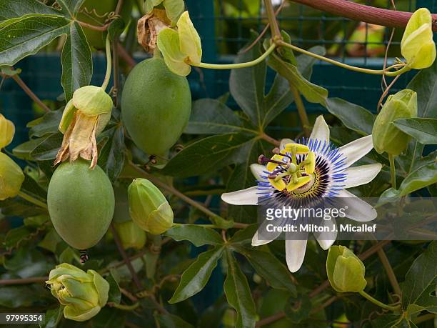passionfruit - passion fruit flower images stock pictures, royalty-free photos & images