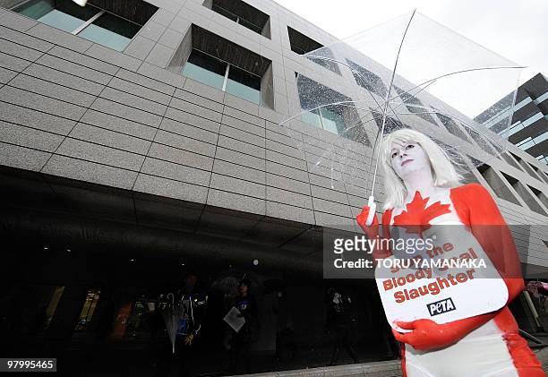 Female animal-rights activist Ashley Fruno, covered with a body-painting to look like the Canadian flag, takes part in a one-woman anti-sealing...