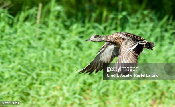 canard d amerique 1 - canard stock pictures, royalty-free photos & images