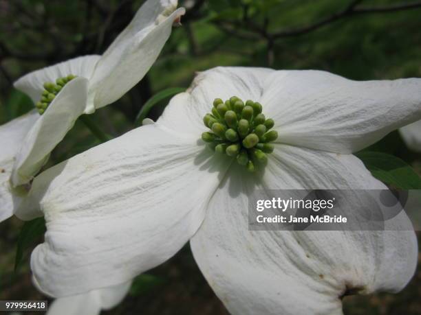 easter dogwood blossom - dogwood blossom fotografías e imágenes de stock