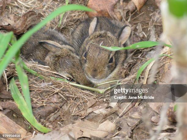 bunnies in the garden - adorable bunnies stock-fotos und bilder