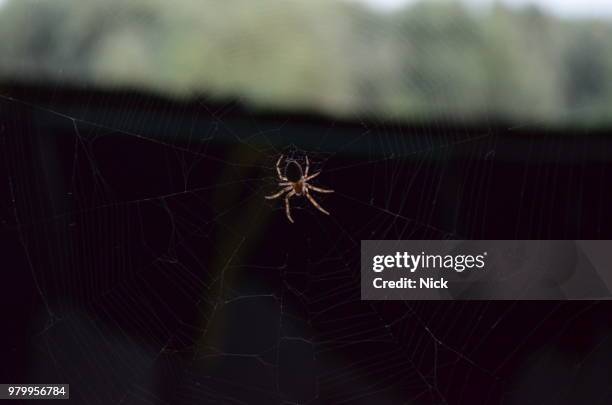 spiderweb and it's master - webmaster stockfoto's en -beelden