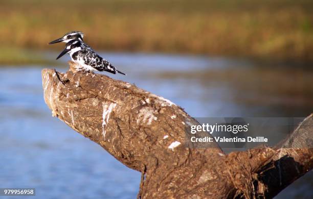 pied kingfishers, zambia - pied kingfisher ceryle rudis stock pictures, royalty-free photos & images
