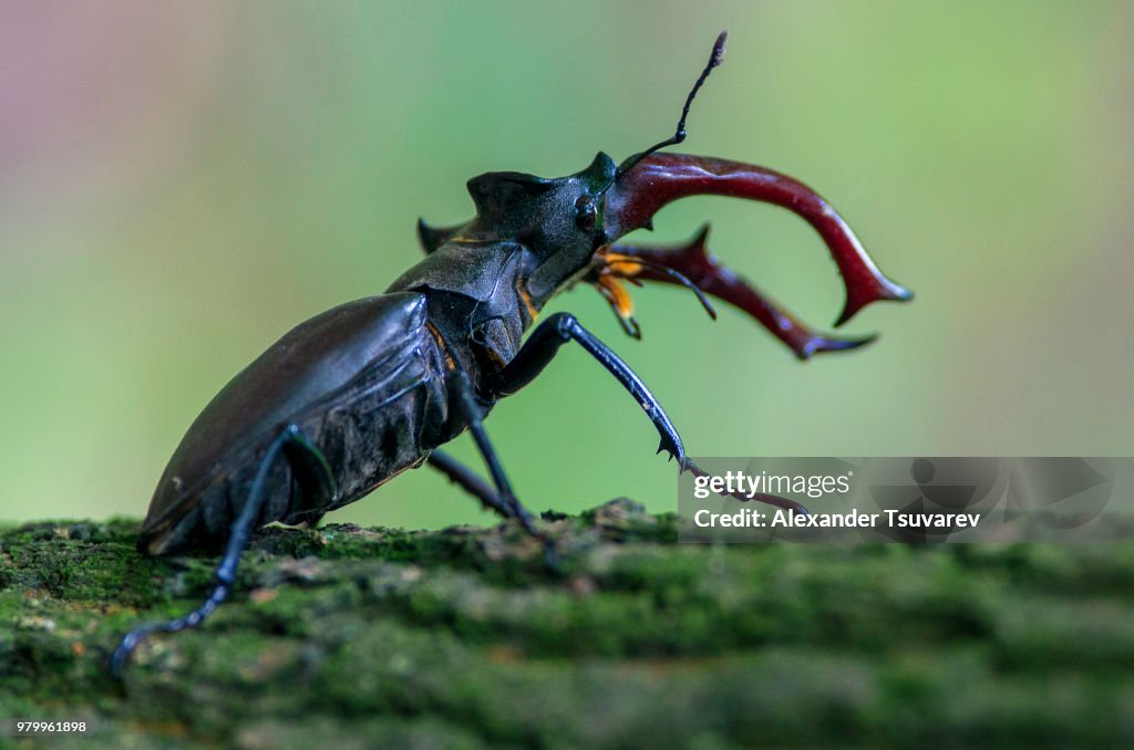 Lucanus cervus