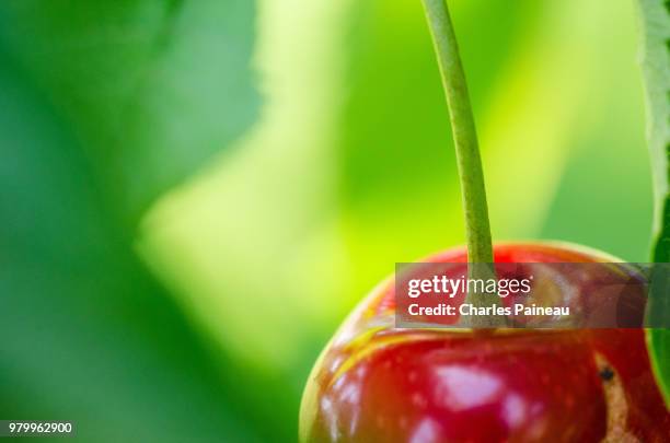 le temps des cerises... - cerises stockfoto's en -beelden