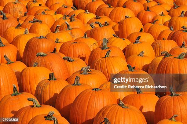 pumpkins - pumpkin patch stock pictures, royalty-free photos & images