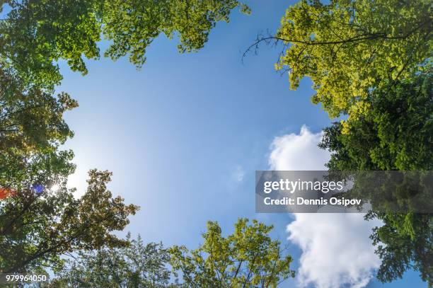 tree tops from below against sky, germany - nach oben stock-fotos und bilder