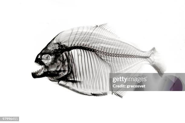 piranha x-ray sur blanc - cypriniforme photos et images de collection