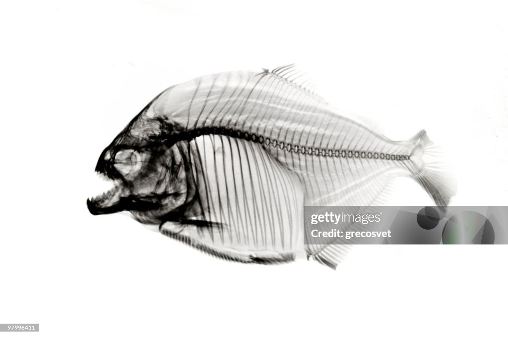 Piranha x-ray on white