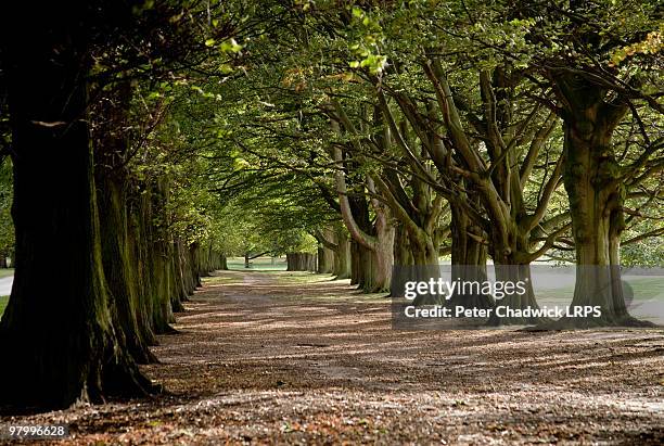autumn treescape tatton - knutsford stock pictures, royalty-free photos & images