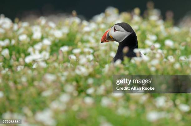 just call me daisy - tufted puffin stock pictures, royalty-free photos & images