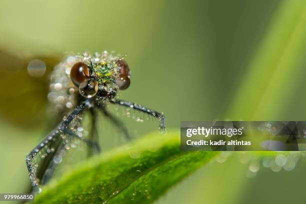 dragonfly, libelle - libelle stock pictures, royalty-free photos & images