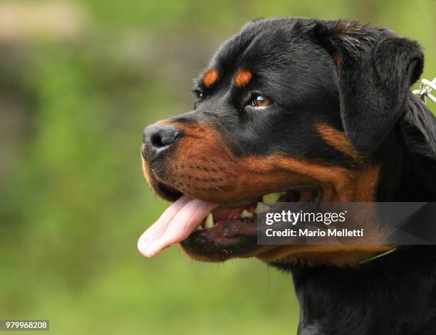 3 Rottweilers 871 Mini Rottweilers Stock Photos, High-Res Pictures, and Images ...