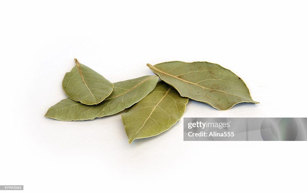 ドライ湾の葉、ホワイト