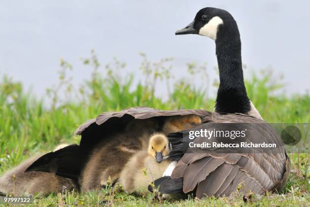 goslings - animal protection stock pictures, royalty-free photos & images