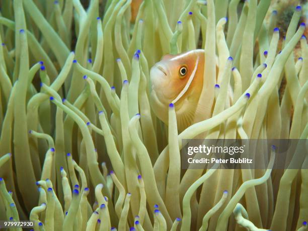 halsband-anemonenfisch - halsband stock pictures, royalty-free photos & images