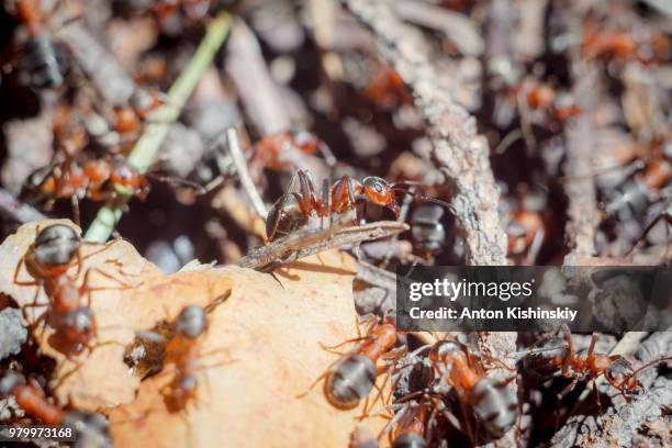 Anthill Insect 1,197 Anthill Stock Photos, High-Res Pictures, and Images - Getty Images