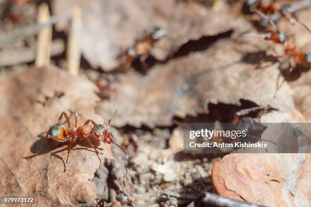 close up of anthill with ants - myrstack bildbanksfoton och bilder
