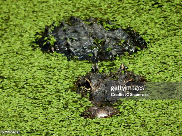 close up of american alligator (alligator mississippiensis) hiding in duckweed (lemnoideae), florida, usa - alligator mississippiensis stock pictures, royalty-free photos & images