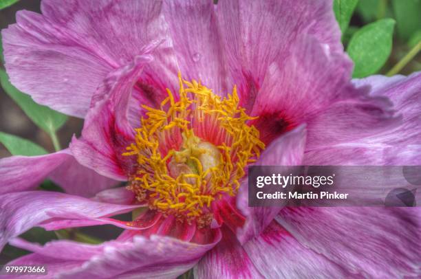 Spring Busting Out 2,089 Busting Out Stock Photos, High-Res Pictures, and Images - Getty ...