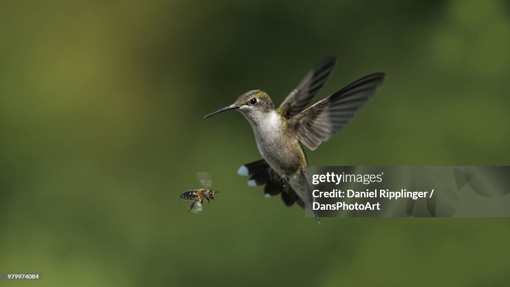 A bee and hummingbird in flight.