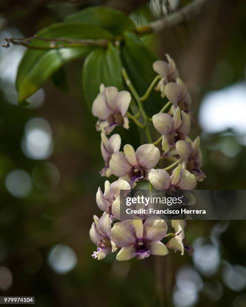 orquideas - orquideas stock pictures, royalty-free photos & images