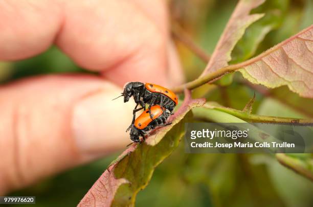 mi mano - burying beetle stock pictures, royalty-free photos & images