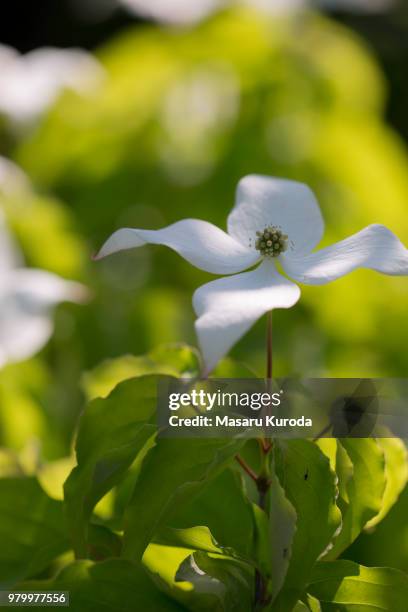 kousa dogwood - kousa dogwood fotografías e imágenes de stock