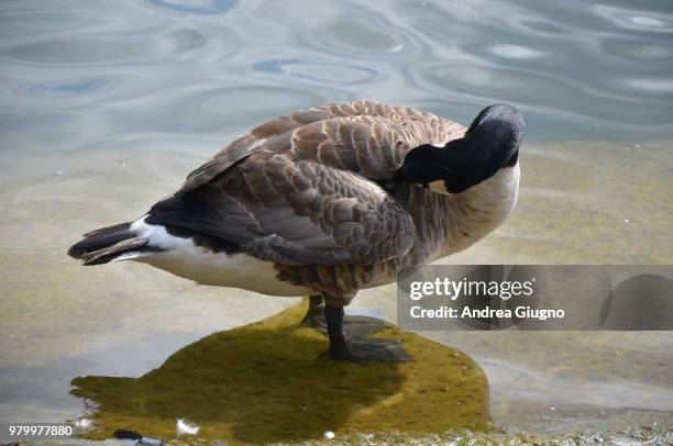 life in hyde park - giugno stock pictures, royalty-free photos & images