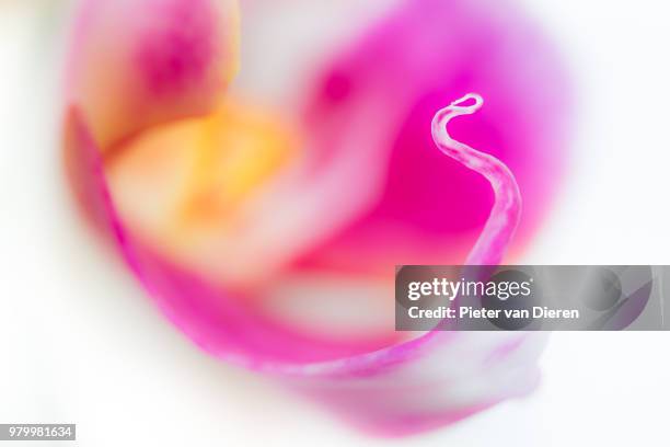 curly colours - dieren stock pictures, royalty-free photos & images