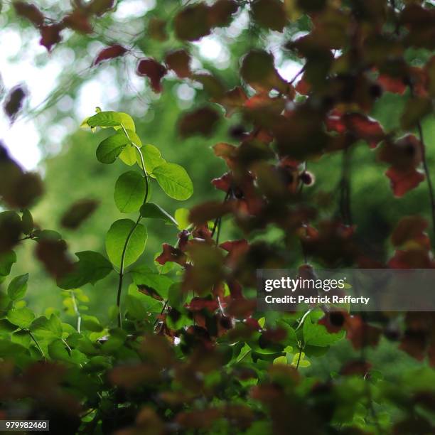 Pat Rafferty Unite 663 Patrick Rafferty Stock Photos, High-Res Pictures, and Images ...