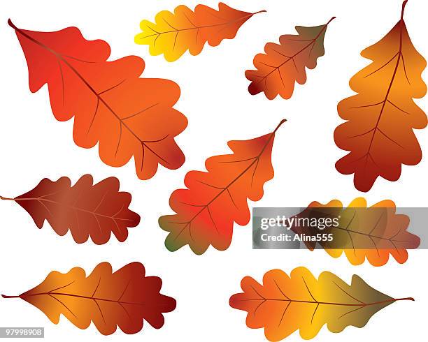 colorful fall oak leaves - oak leaf stock illustrations
