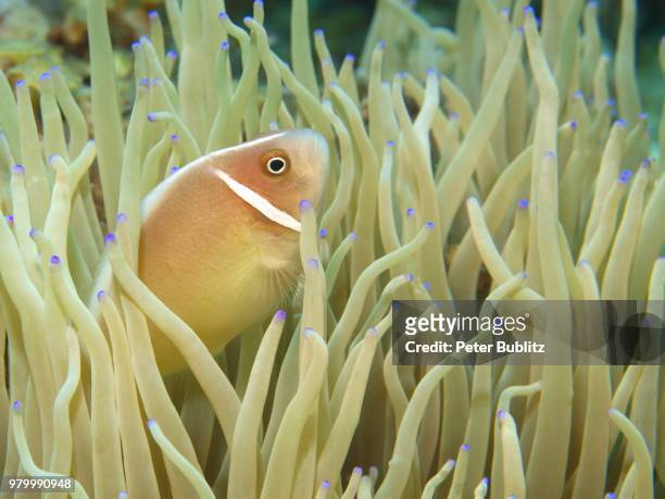 halsband-anemonenfisch - halsband stock pictures, royalty-free photos & images
