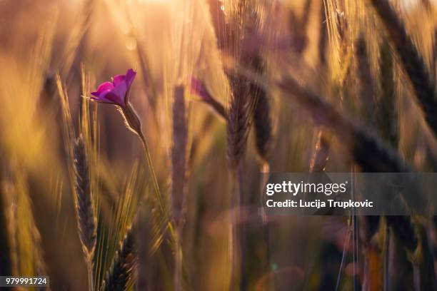 close-up of purple flower in wheat field - purple wheat stock pictures, royalty-free photos & images