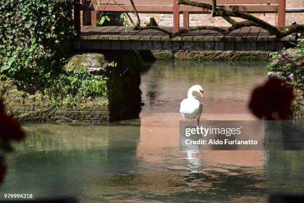 cigno a bocca sile - cigno stockfoto's en -beelden