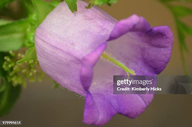 bell - violetta bell foto e immagini stock