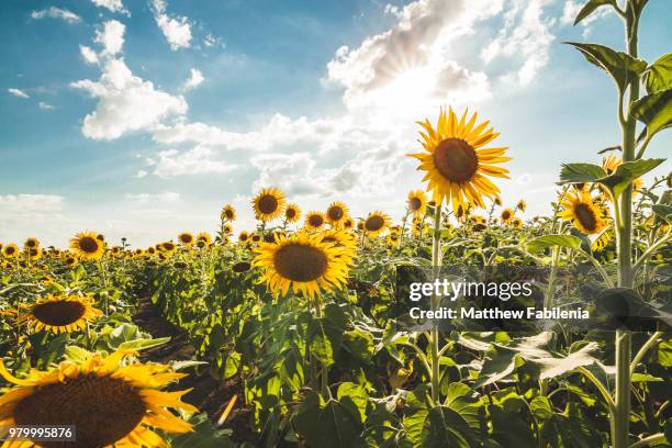 sunflower field in summer, texas, usa - girassol fotografías e imágenes de stock