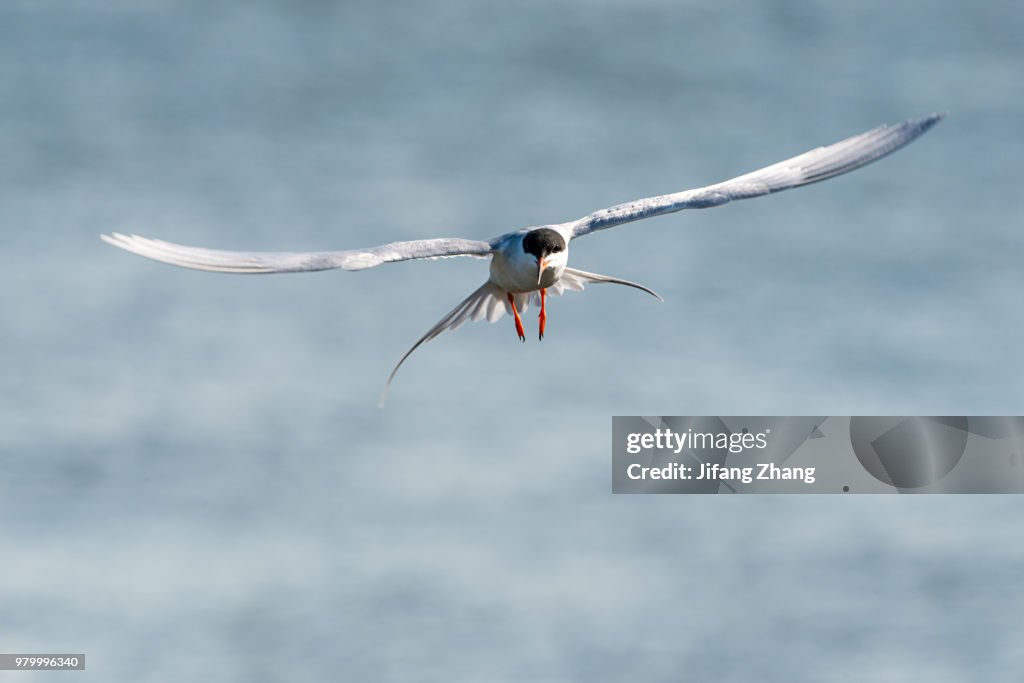 Tern flying over water