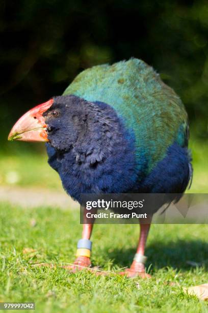 takahe zelandia wellington - selandia stock pictures, royalty-free photos & images