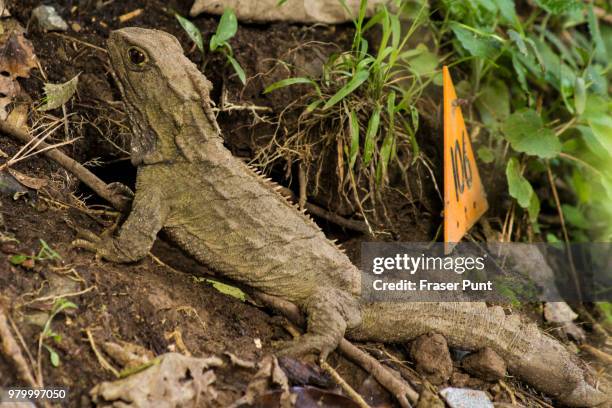 tuatara wellington zelandia - clamidosaurio de king fotografías e imágenes de stock