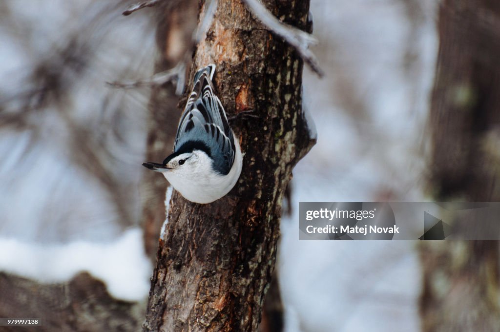 White-brested nuthatch