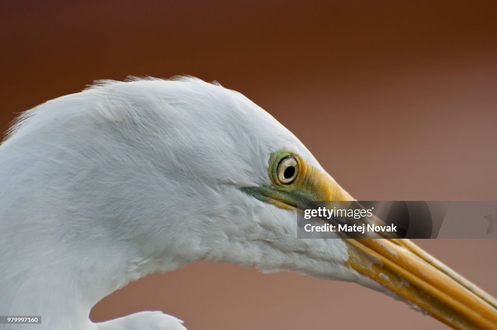 Egret