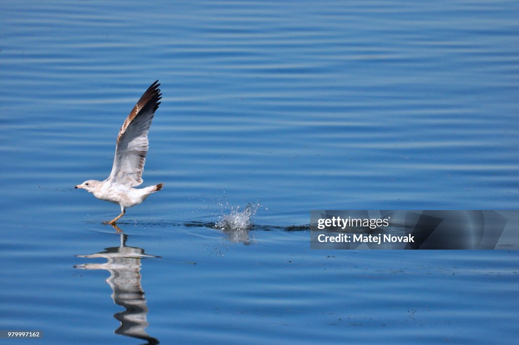 Gull