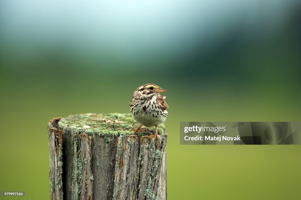 Savannah Sparrow