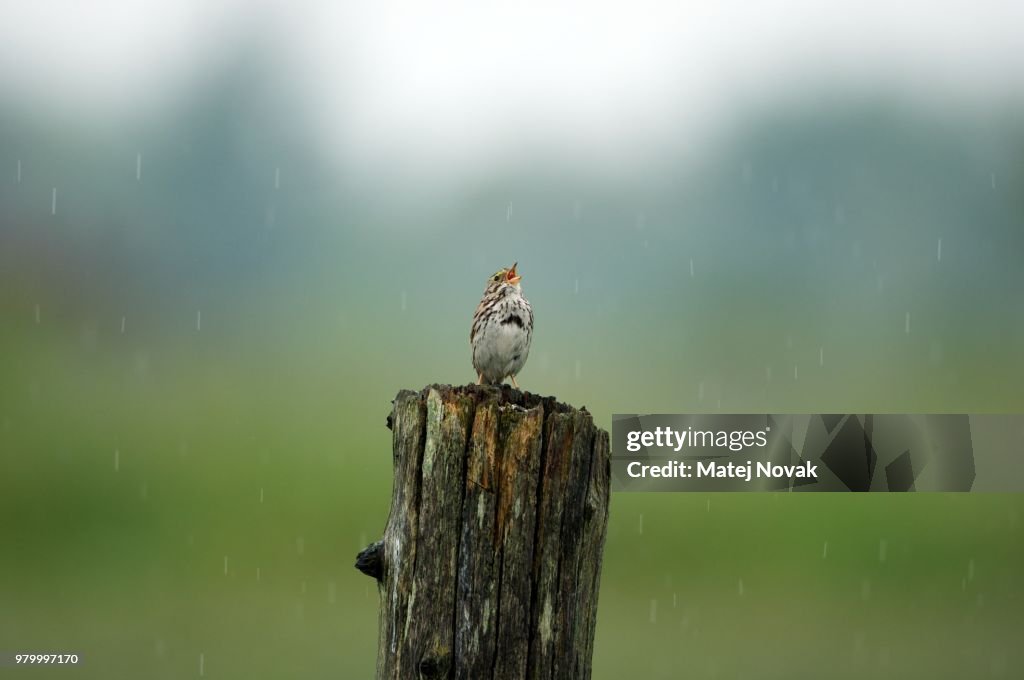 Savannah Sparrow