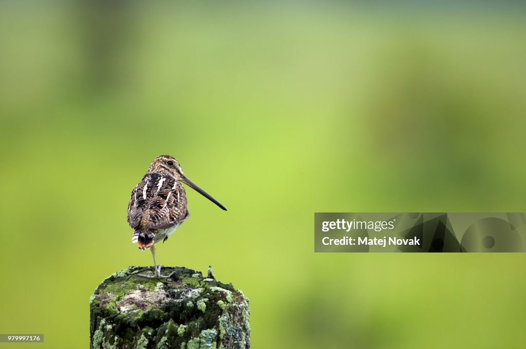 Wilson's Snipe