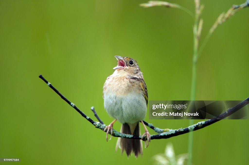 Grasshopper Sparrow