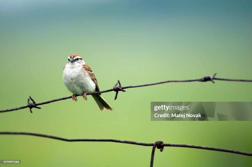 Chipping Sparrow